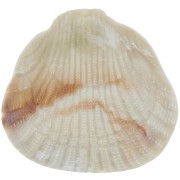 34x36mm Shell resin pendant - Beige marbled x1|raw }}