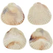 34x36mm Shell resin pendant - Beige marbled x1