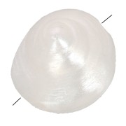 9mm Resin shell bead - Pearlescent white x6
