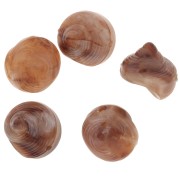 12mm Resin shell bead - Marbled Light brown - Dark brown x5