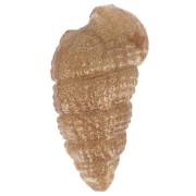 18x11mm Shell pendant in opaque resin - Marbled bronze x1|raw }}