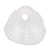 10x10.5mm Sequin shells in opaque resin - Pearlescent white x6