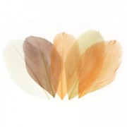 Feathers assortment 6cm Camaieu Beige x10gr