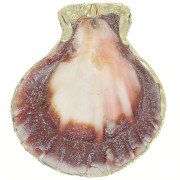 37 - 40mm Shell pendant with gold trim - Natural x1