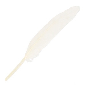 Feathers 10 to 15 cm White x100