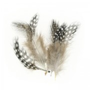 Assortment of guinea fowl feathers 5 cm Natural x10g|raw }}