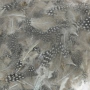 Assortment of guinea fowl feathers 5 cm Natural x10g