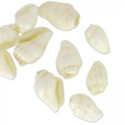Assortment of mini shells 10 mm Natural x 10