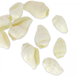 Assortment of mini shells 10 mm Natural x 10