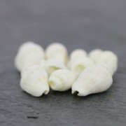 Assortment of mini shells 10 mm Natural x 10