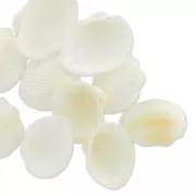 Set de coquillages 20 mm Naturel x 10