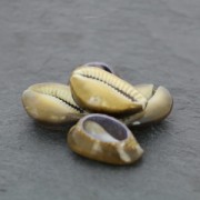 Assortiment de demi coquillages Cauri Tigre Natural x 5