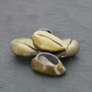 Assortiment de demi coquillages Cauri Tigre Natural x 5