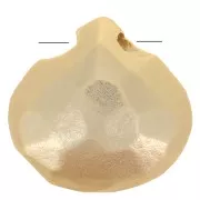 Flat briolette plate 8.5mm Satin Fine Gold Plated x1