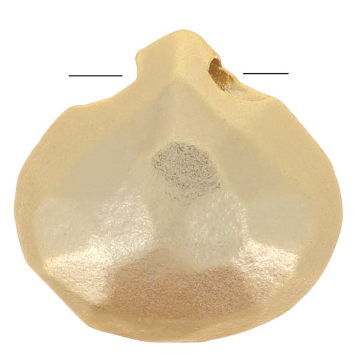 Flat briolette plate 8.5mm Satin Fine Gold Plated x1