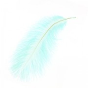Ostrich feather 15-20cm Mint x1