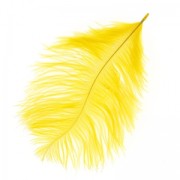 Ostrich feather 15-20cm Sunflower x1