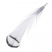 Striped Pheasant feather 6-11 cm Grey x1