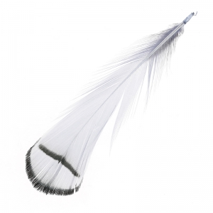 Striped Pheasant feather 6-11 cm Grey x1