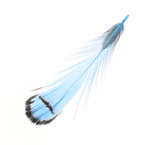 Striped Pheasant feather 6-11 cm Blue x1