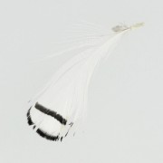 Striped Pheasant feather 6-11 cm White x1