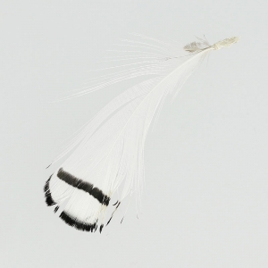 Striped Pheasant feather 6-11 cm White x1