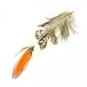 Pheasant feather 10-15cm Blanc/Noir/Orange x1
