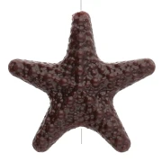 Marine theme