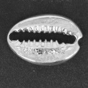Shell spacer 19x13 mm in 925 Sterling Silver x1