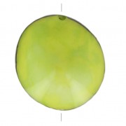 Worked tagua seed 35-50 mm Lime x 1|raw }}