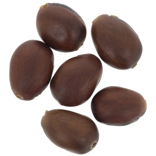 Amora seeds from South America 12 mm natural x 10
