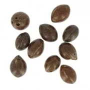 Mocati seeds from South America 15 mm natural x 10