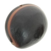 South American ojo de buey seed 30 mm Natural x 1