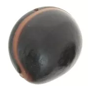 South American ojo de buey seed 30 mm Natural x 1