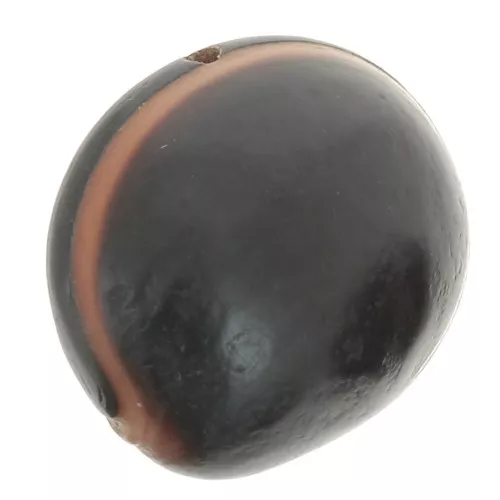 South American ojo de buey seed 30 mm Natural x 1