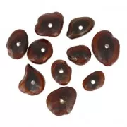 Graines tamarindo from South America 10-18 mm natural x 10