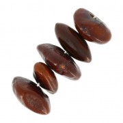 Graines tamarindo from South America 10-18 mm natural x 10