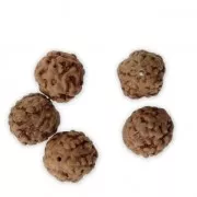 Beads - natural seeds of Rudraksha - shiva tears 10 mm x10