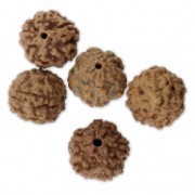 Beads - natural seeds of Rudraksha - shiva tears 14 mm x10|raw }}