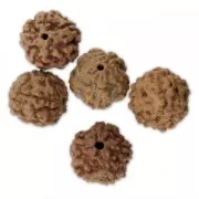 Beads - natural seeds of Rudraksha - shiva tears 14 mm x10