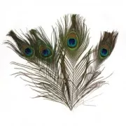 Peacock feather 25-30 cm x3