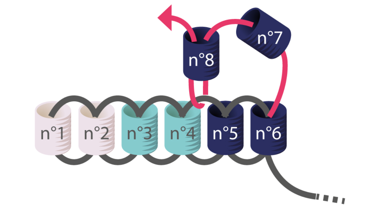 Miyuki herringbone earrings tutorial to learn Brick Stitch : Step 3