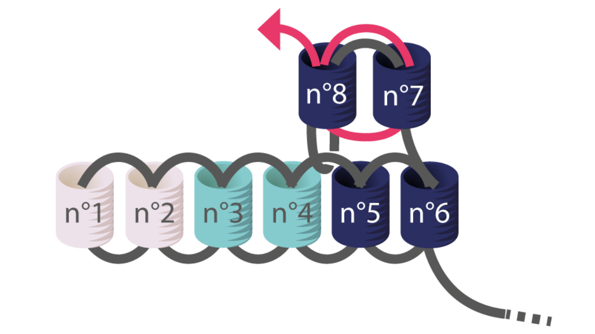 Miyuki herringbone earrings tutorial to learn Brick Stitch : Step 4