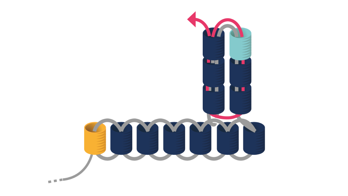 Miyuki triangular earrings in triple Brick Stitch : Step 5