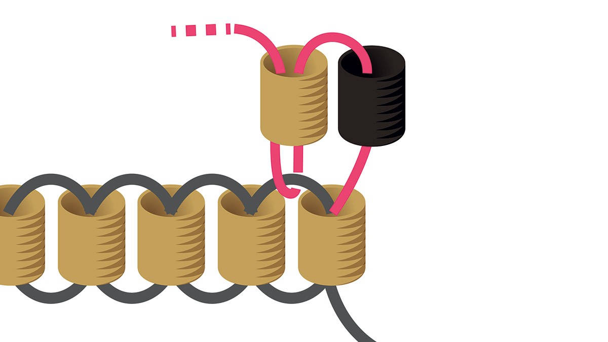 Weaving grid Miyuki necklace in black and gold Brick Stitch : Step 2
