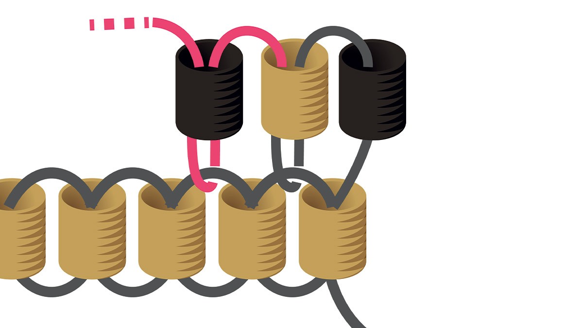 Weaving grid Miyuki necklace in black and gold Brick Stitch : Step 3